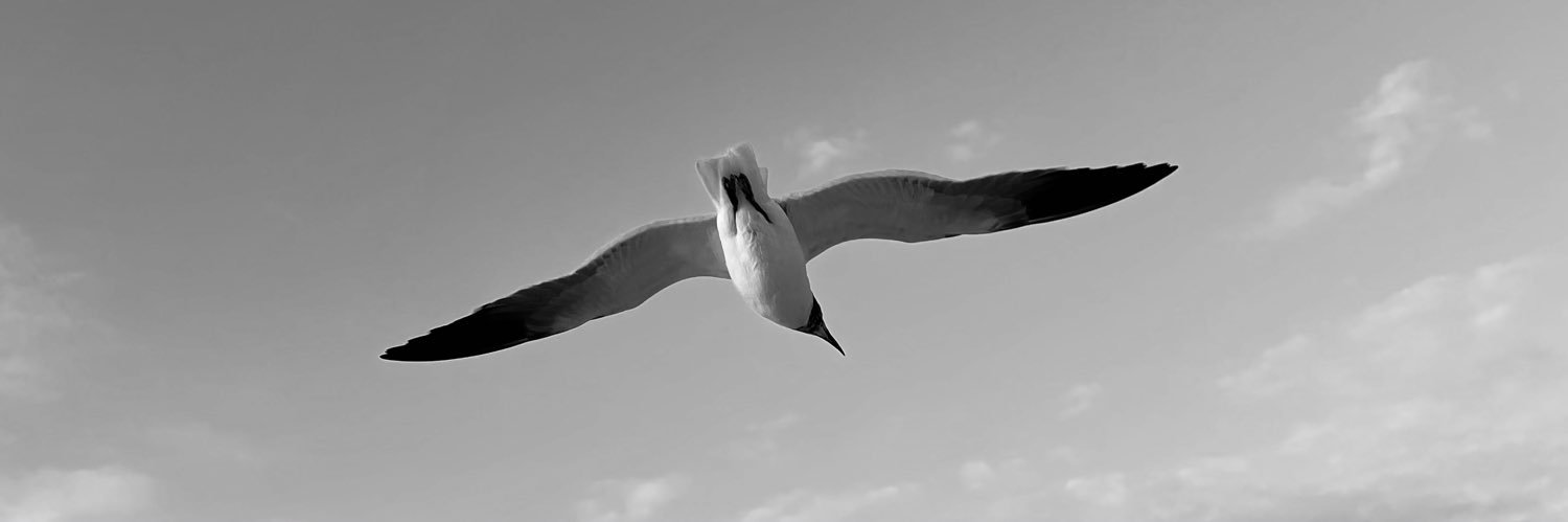 sauedyc's profile banner image