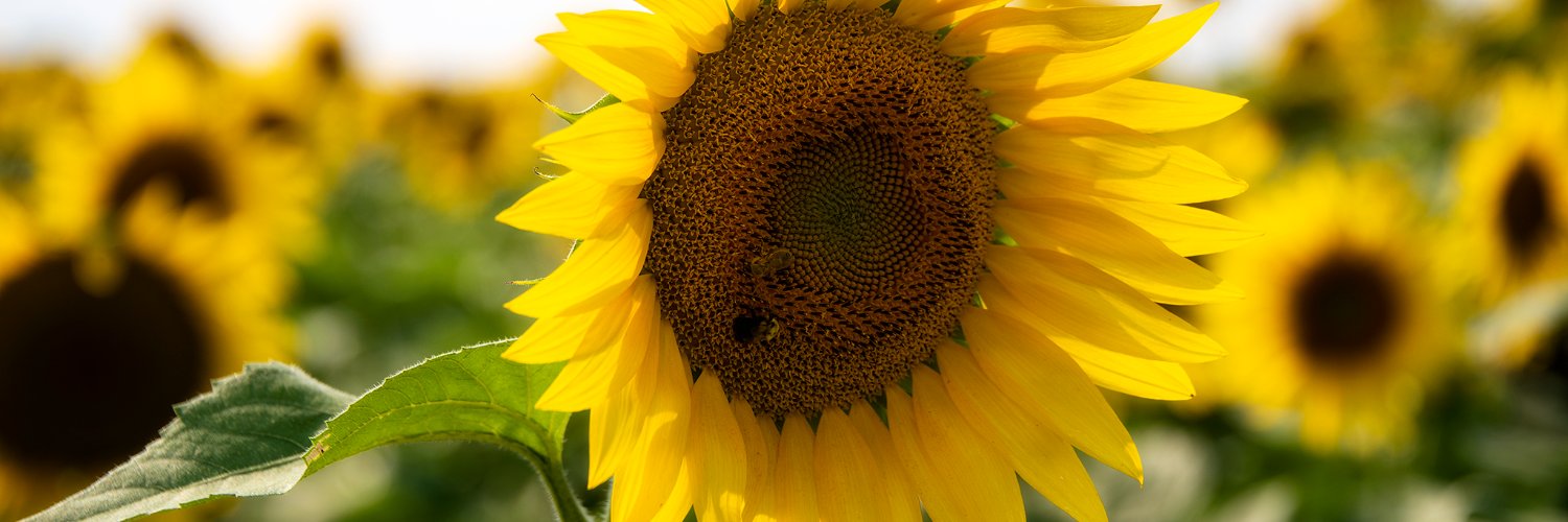 HeatherShockney's profile banner image