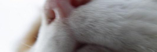 かんたろー@足裏 banner