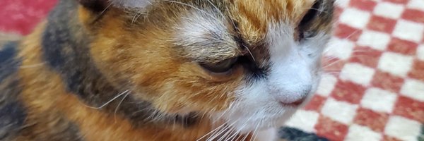 kanpajd Profile Banner