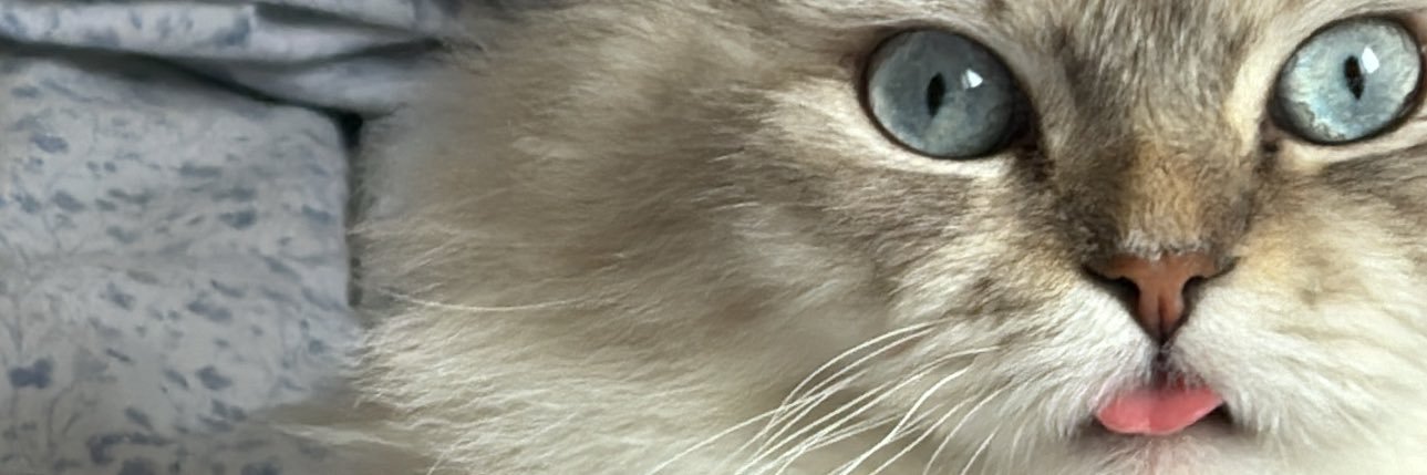 معتوقة banner