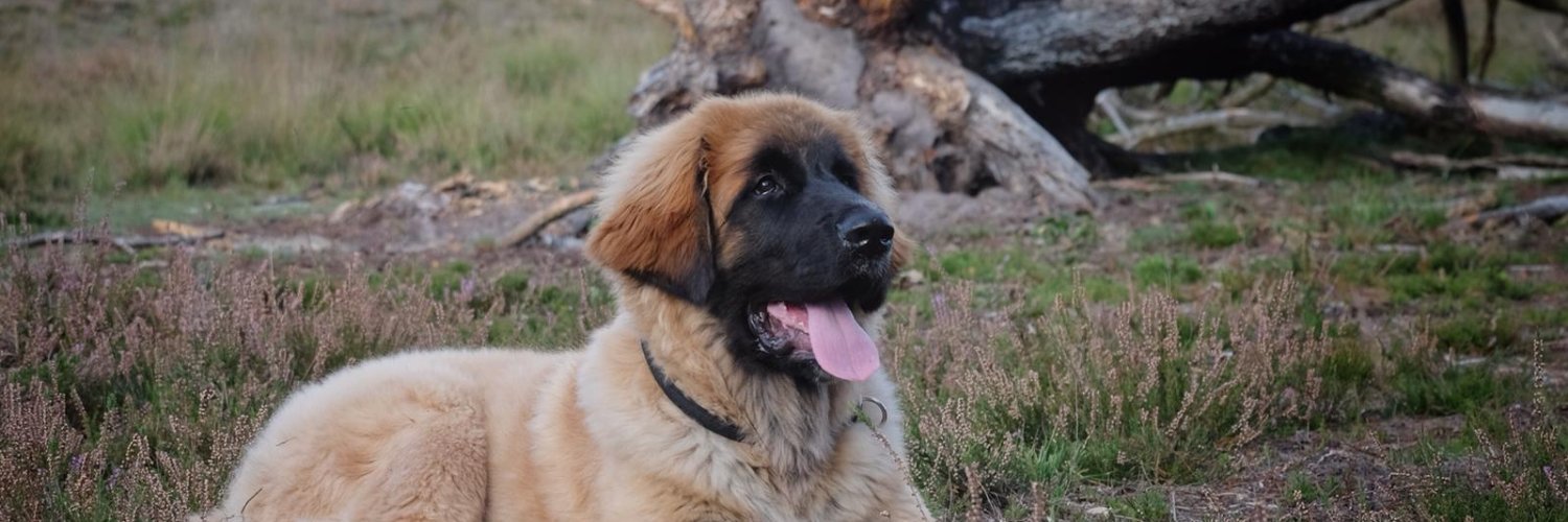 lgerrits's profile banner image