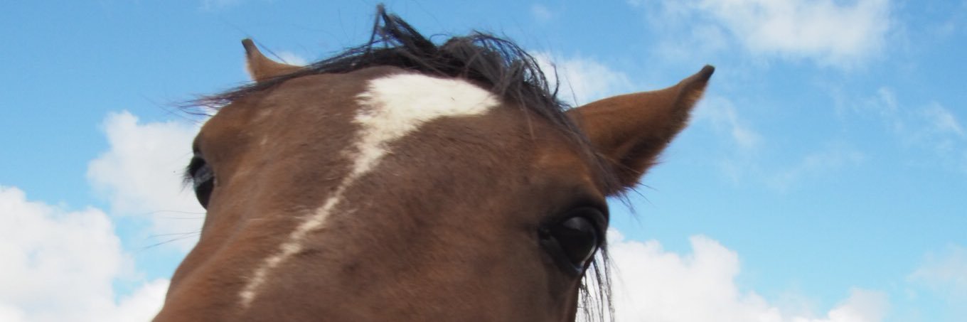 princeofpeace banner