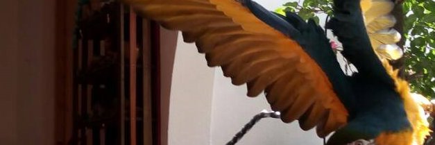 elteporingo's profile banner image