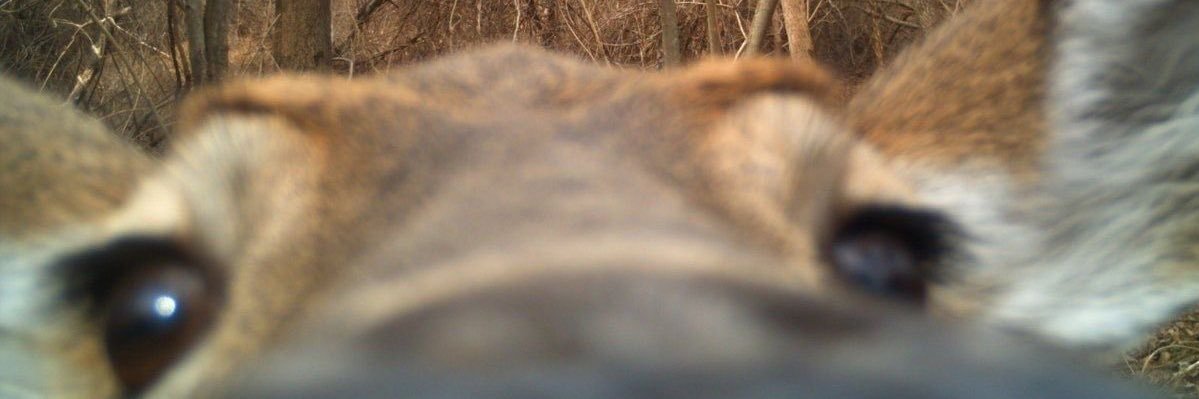 lautimoo's profile banner image