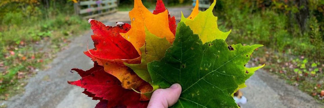 Heather Brason🍁 banner