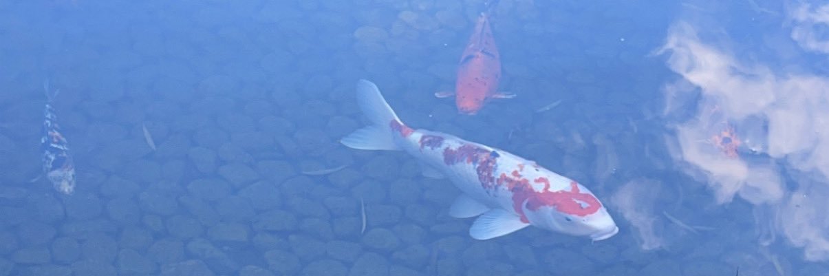 KimFeske's profile banner image