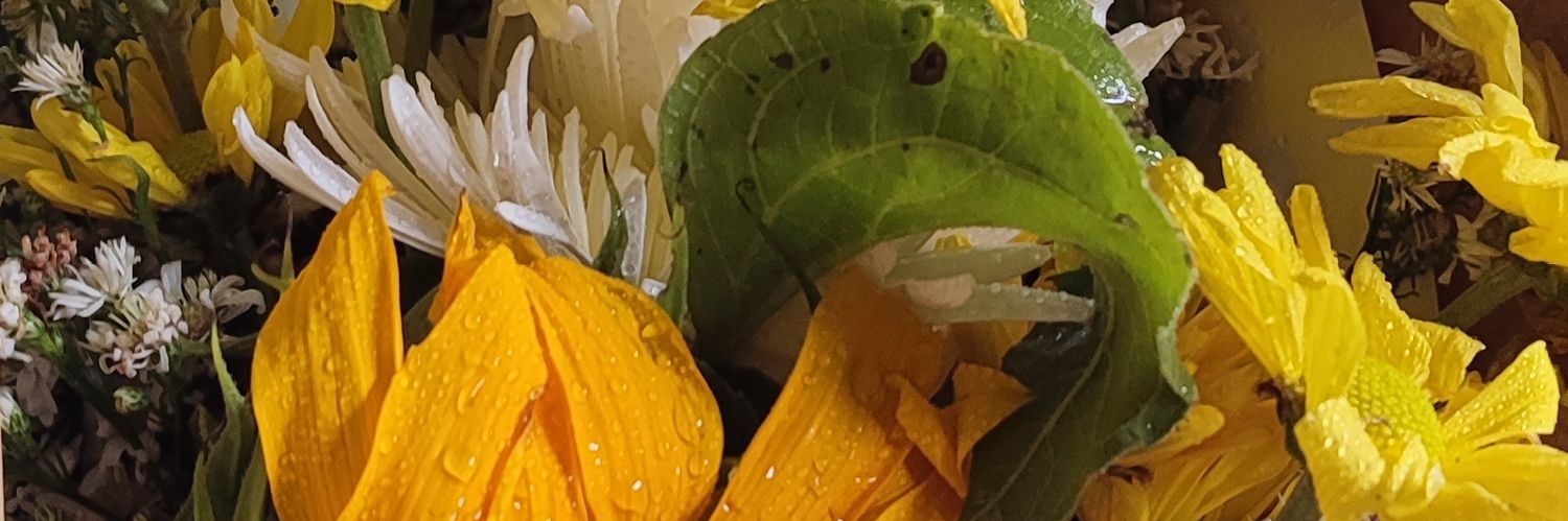 danjofi's profile banner image