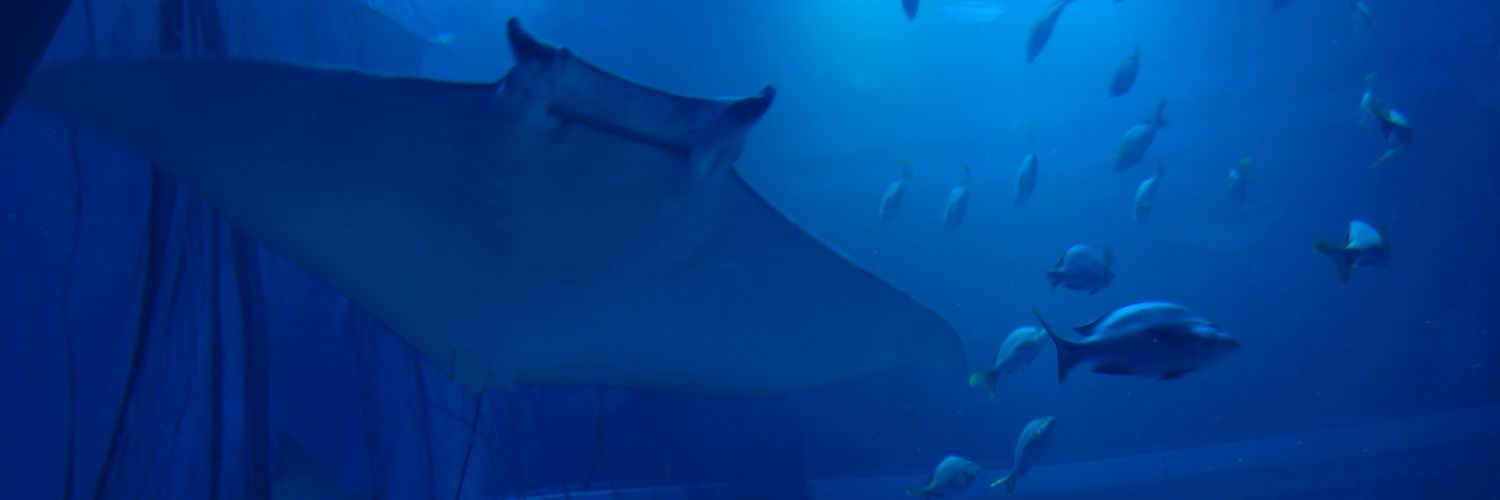 happy_dive's profile banner image