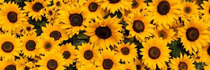 Ariefrahkm's profile banner image