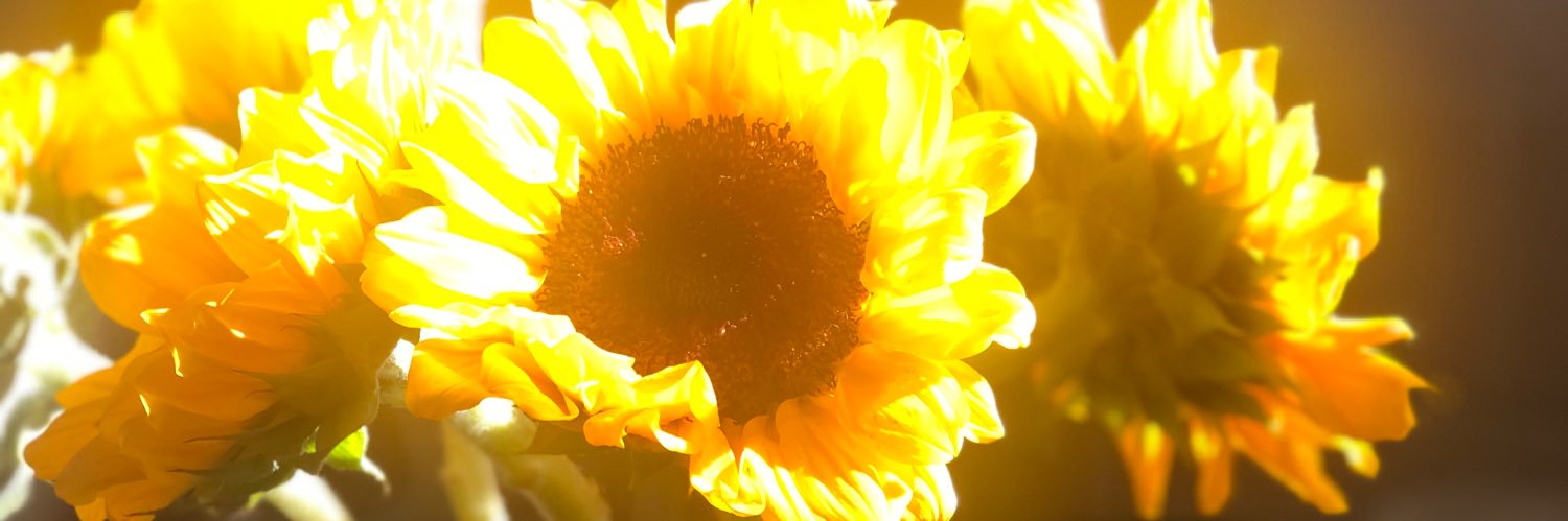 KathyDivis's profile banner image