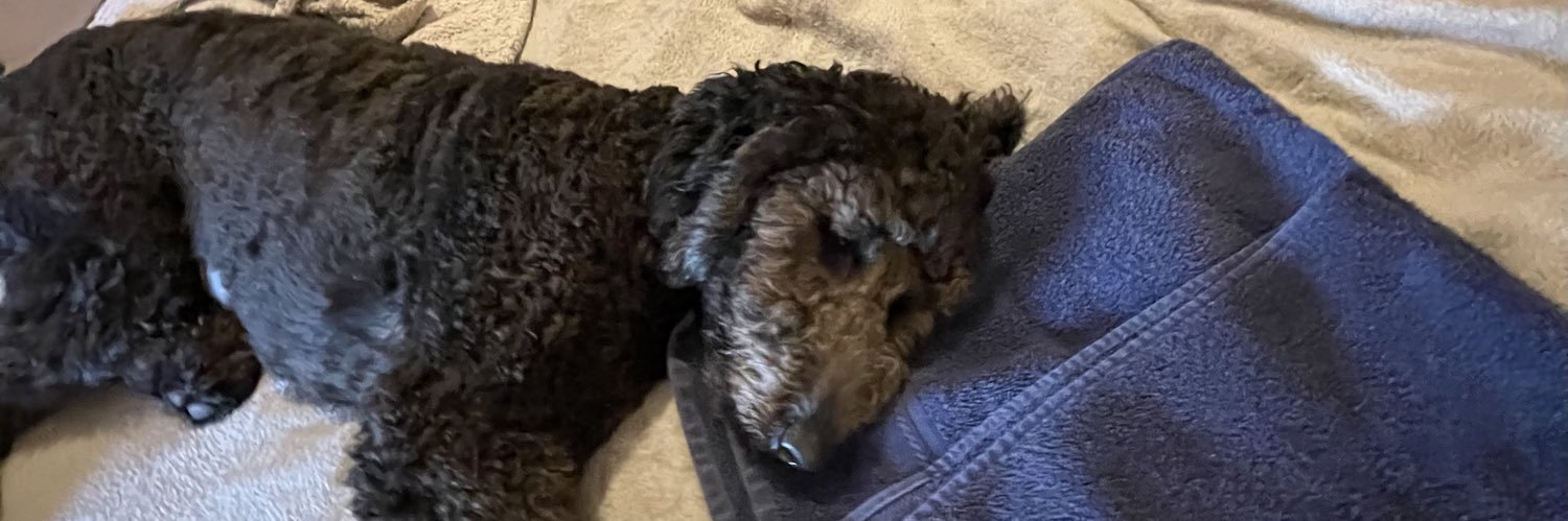 _GoldenDoodle2's profile banner image