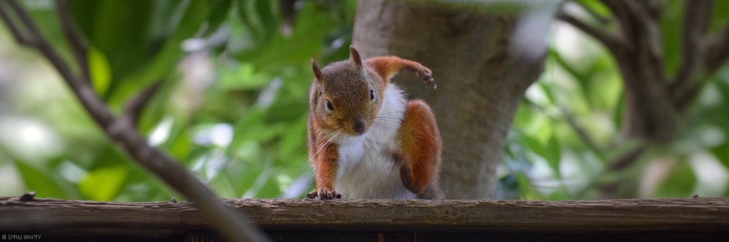 Red 🐿️'s banner