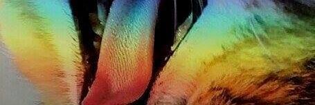 chofisibb's profile banner image