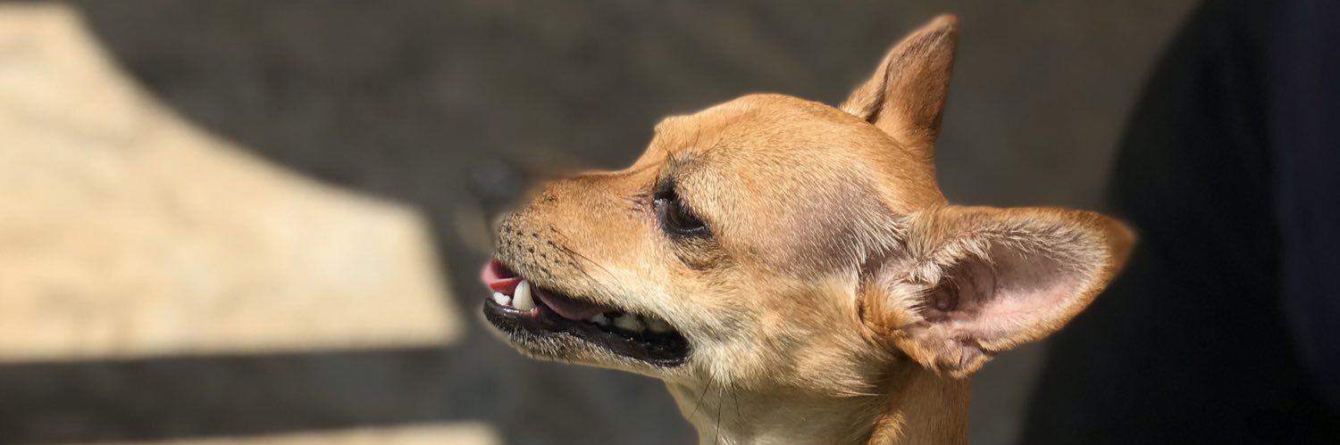 Trash Panda 🗑️🐼 banner