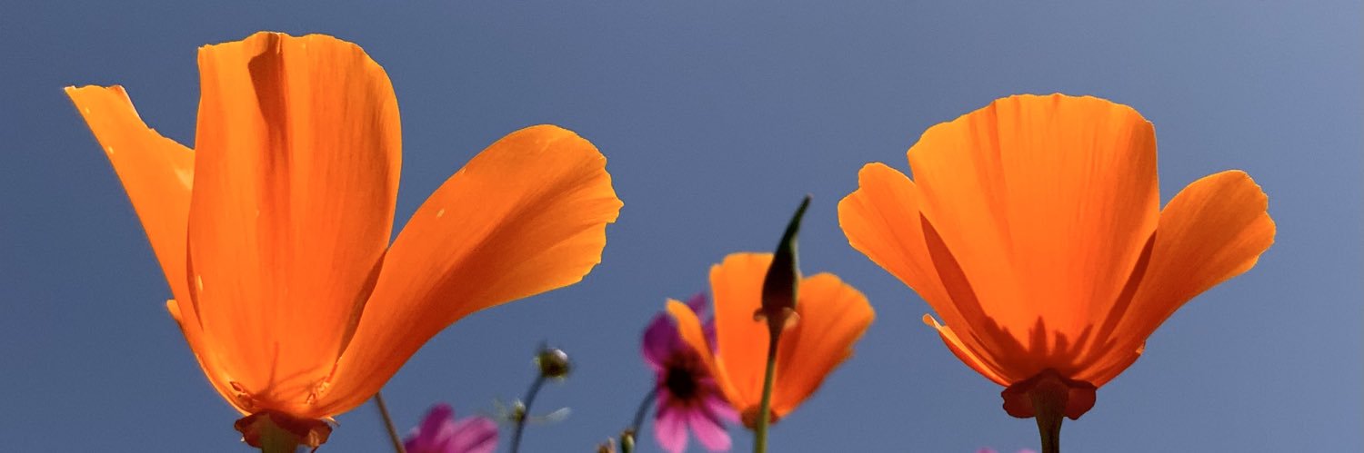 Artist in Los Angeles. banner