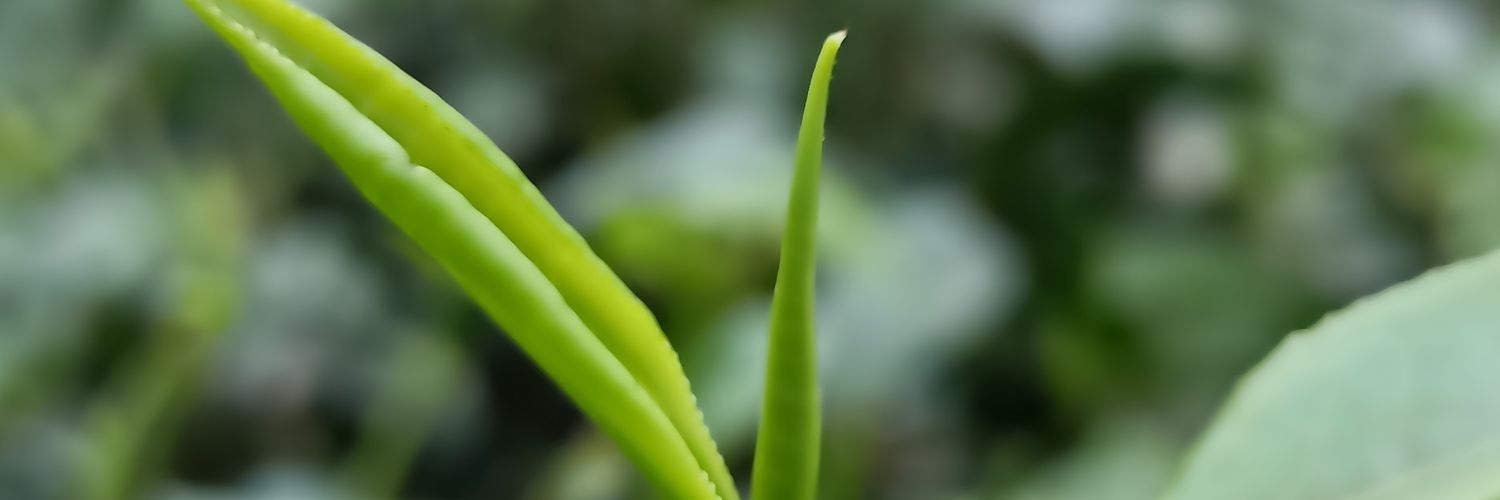 amarbegu90's profile banner image