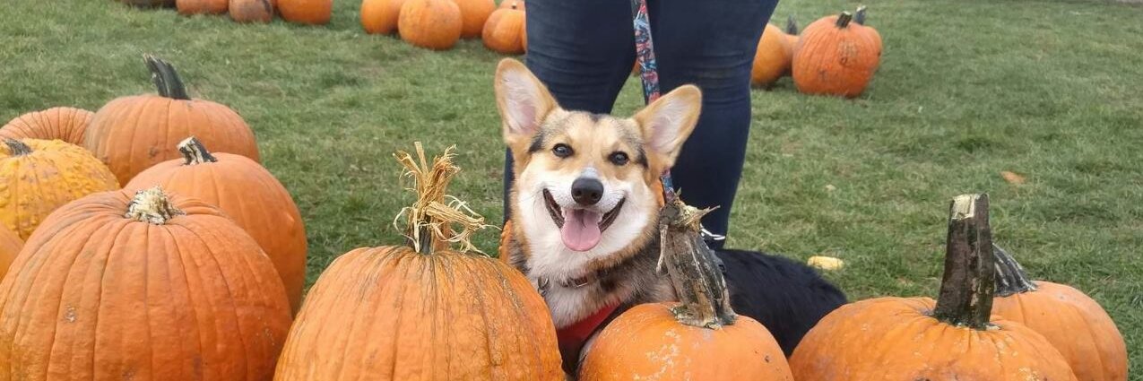 Mr. J (CineScoots Pod) banner