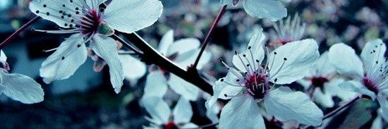 BeathrizFonz's profile banner image