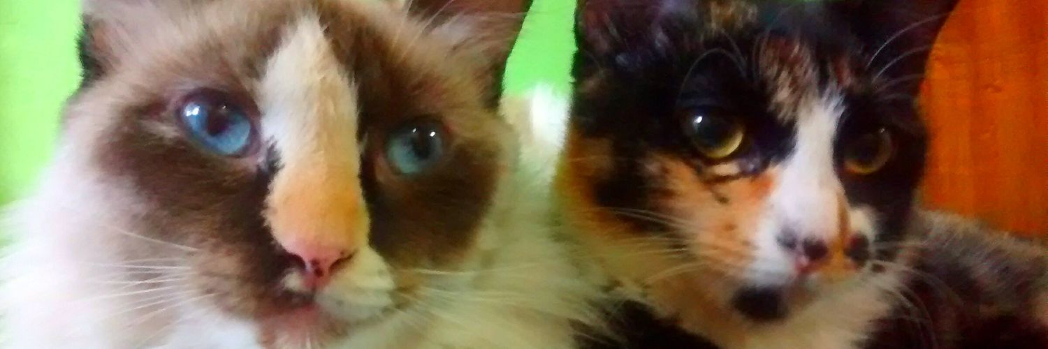 Helpcatsdog's profile banner image