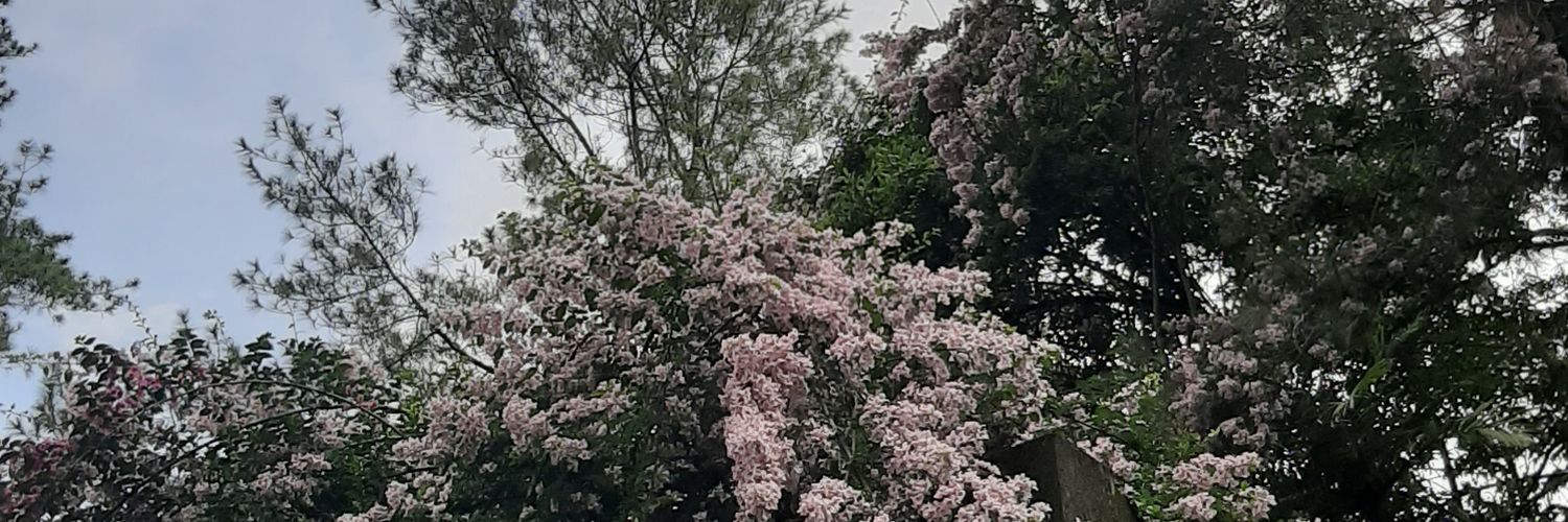adellarsd's profile banner image