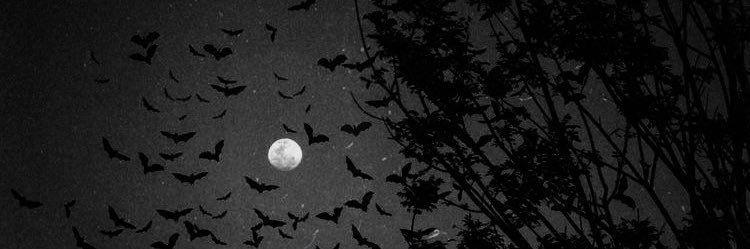 𝓀𝓎𝓇𝒶🦇🕸️ banner