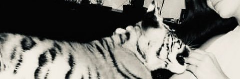 swzzx21's profile banner image