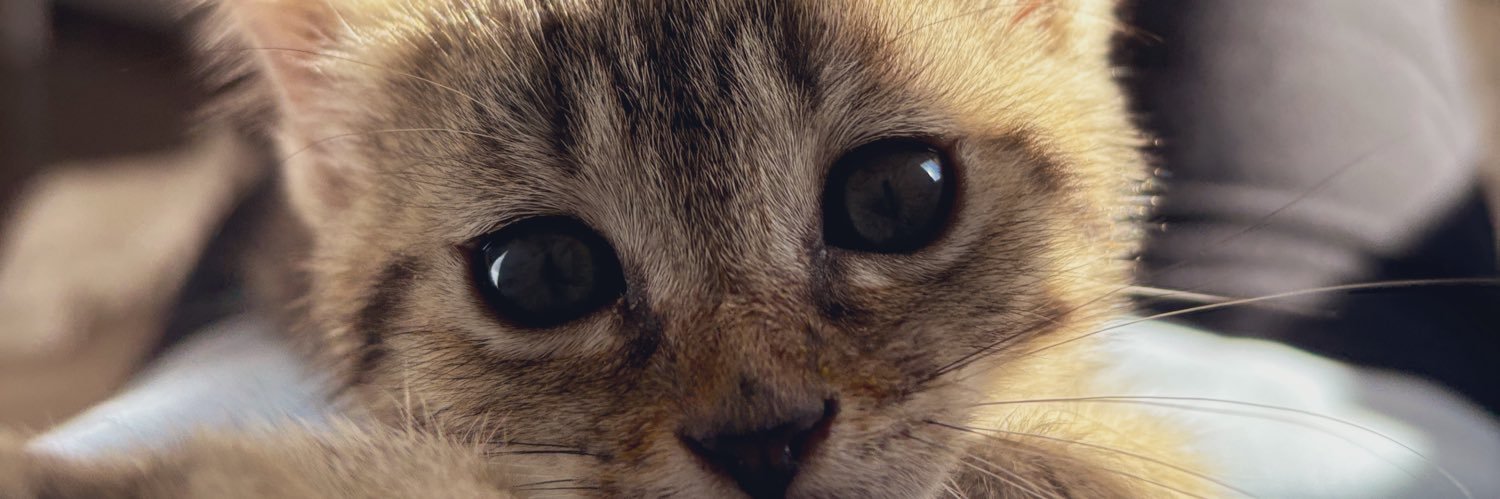 al_meluv's profile banner image