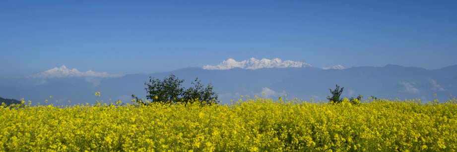 Atul Daimari banner