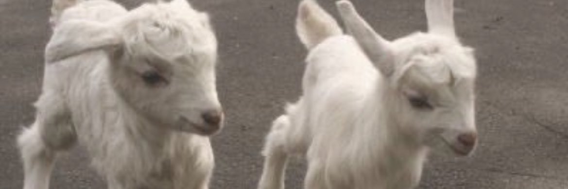 grenadepoee7 banner