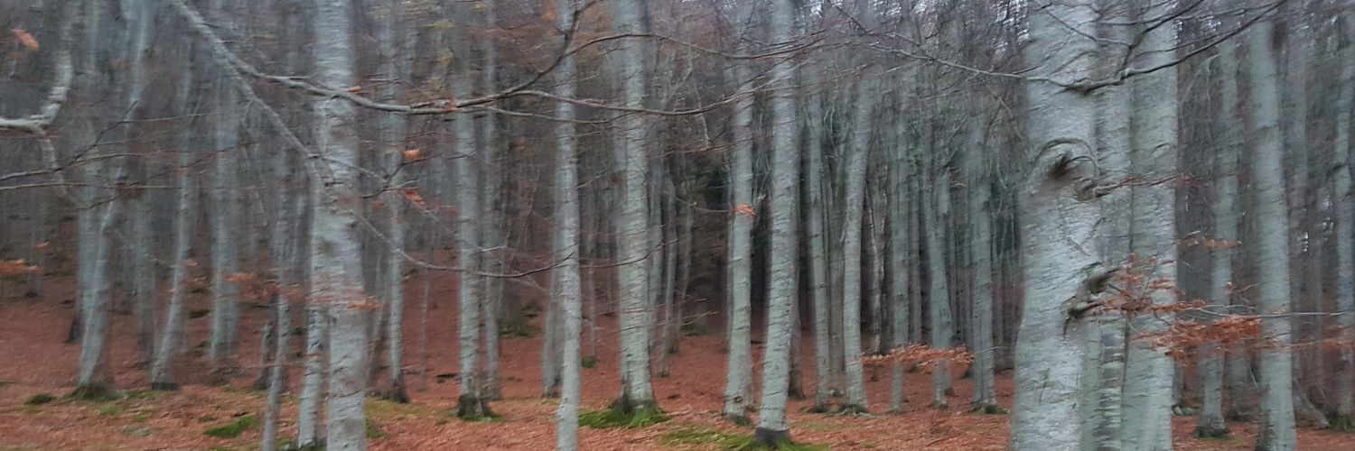 Derek Walsh Ⓥ banner