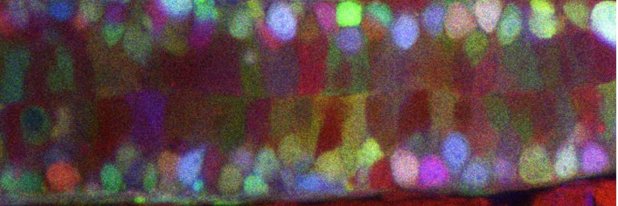 Hiscock Lab's banner