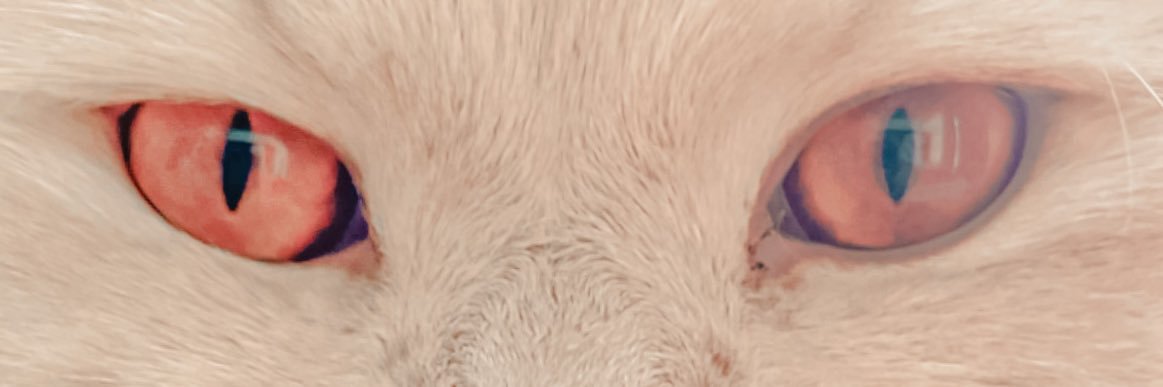ShyCat banner