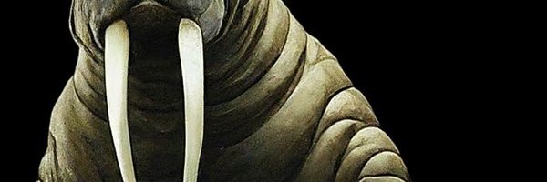 AWULgarity Profile Banner
