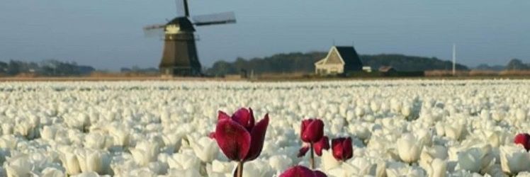 💜BADRA_RAJPUT💜 banner