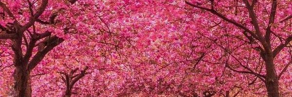 nory73 Profile Banner