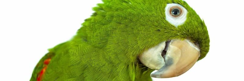 KafeLeme's profile banner image