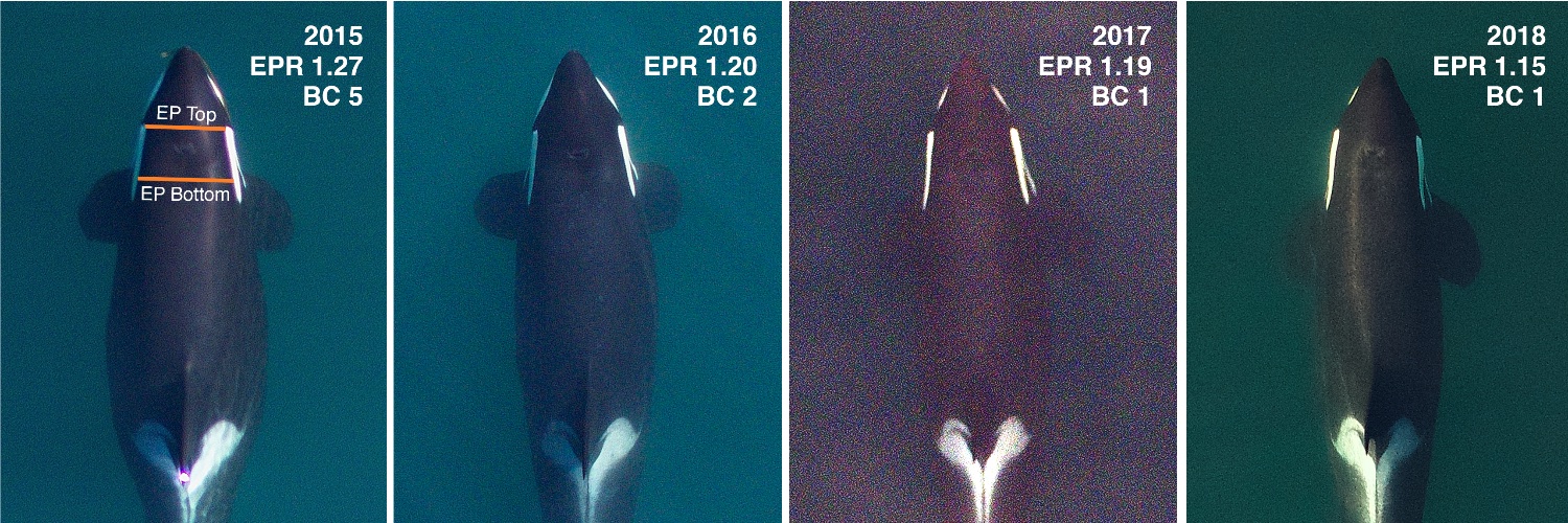 Ocean Ecology Lab banner