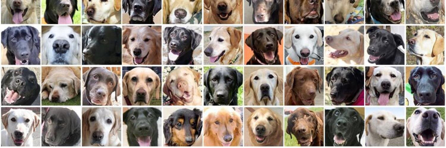 happy_labs's profile banner image