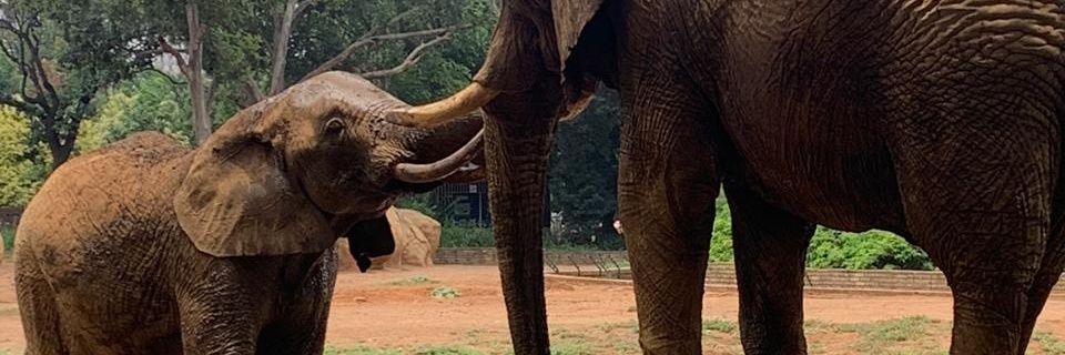 Puseletsotoo's profile banner image