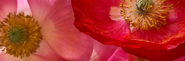 RebeccaSolnit Profile Banner