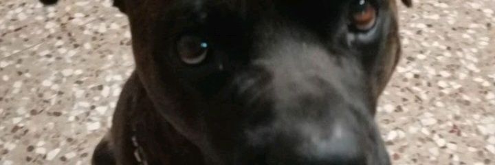SebastianoZamb2's profile banner image