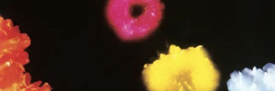DeadOrangeLemon's profile banner image