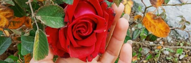 نجمه خاتون's banner
