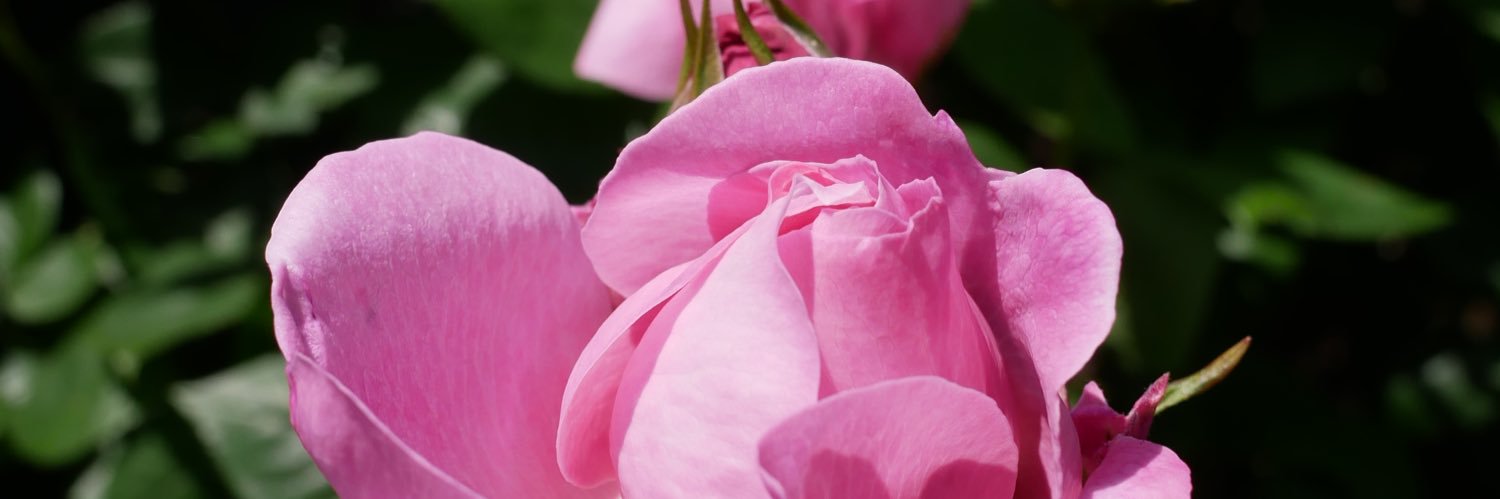 ulily_ref's profile banner image