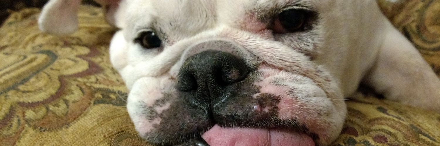 AngloAnon or Hannah JoAnn ☺️ banner