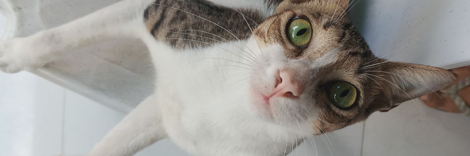 puninxkhn's profile banner image