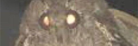 chocomoth.bsky.social banner