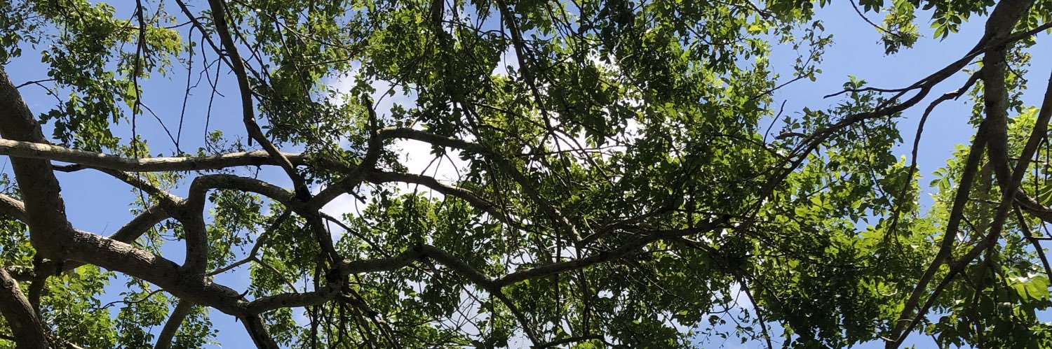 Ange | OperationSIN banner