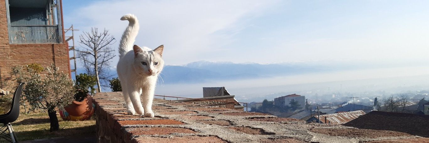 Pigunchik990's profile banner image